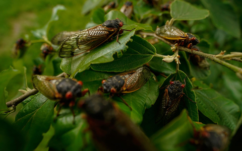 Wenige Tage nach dem Schlüpfen beginnen männliche Zikaden, bis zu 90 Dezibel laute Knattergeräusche zu erzeugen. - Foto: Carolyn Kaster/AP/dpa