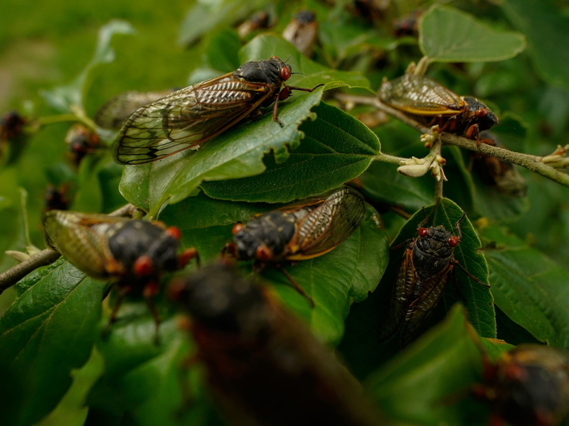 Wenige Tage nach dem Schlüpfen beginnen männliche Zikaden, bis zu 90 Dezibel laute Knattergeräusche zu erzeugen. - Foto: Carolyn Kaster/AP/dpa