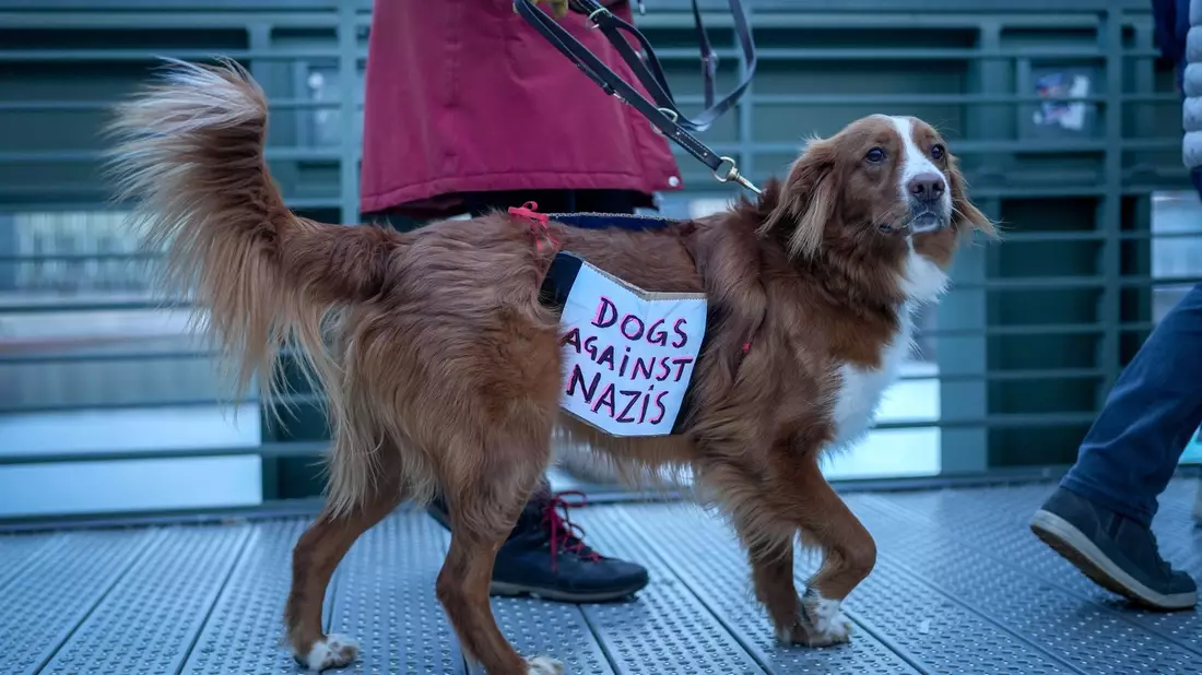 Ein Hund trägt bei der Demonstration in Berlin ein Plakat mit der Aufschrift «Dogs against Nazis». - Bild: Kay Nietfeld/dpa