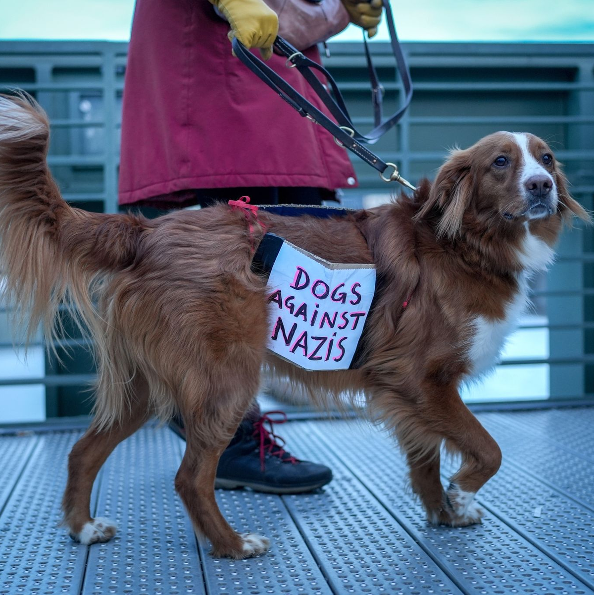 Ein Hund trägt bei der Demonstration in Berlin ein Plakat mit der Aufschrift «Dogs against Nazis». - Foto: Kay Nietfeld/dpa