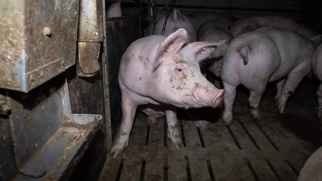 Nach Aufdeckung von Tierquälerei: Amtsgericht Hameln verurteilt skrupellosen Schweinemäster zu hoher Geldstrafe & Vorstrafe - Veterinäramt spricht Tierhalteverbot aus - Bild: presseportal.de