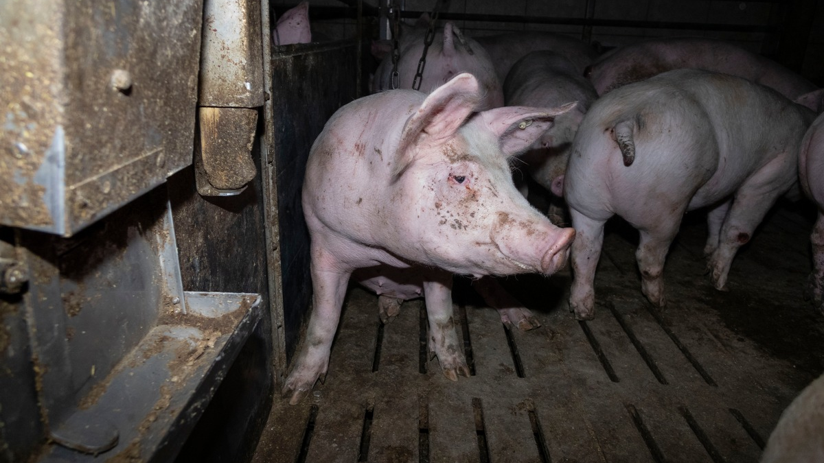 Nach Aufdeckung von Tierquälerei: Amtsgericht Hameln verurteilt skrupellosen Schweinemäster zu hoher Geldstrafe & Vorstrafe - Veterinäramt spricht Tierhalteverbot aus - Foto: presseportal.de