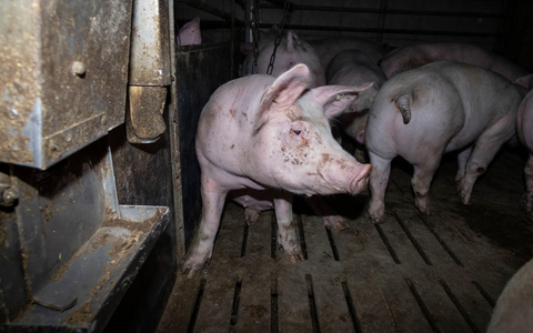 Nach Aufdeckung von Tierquälerei: Amtsgericht Hameln verurteilt skrupellosen Schweinemäster zu hoher Geldstrafe & Vorstrafe - Veterinäramt spricht Tierhalteverbot aus - Foto: presseportal.de