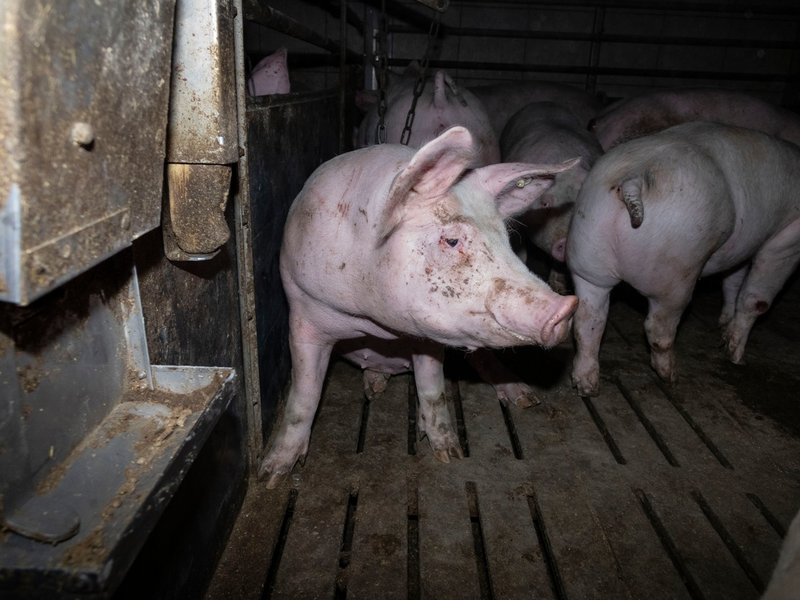 Nach Aufdeckung von Tierquälerei: Amtsgericht Hameln verurteilt skrupellosen Schweinemäster zu hoher Geldstrafe & Vorstrafe - Veterinäramt spricht Tierhalteverbot aus - Foto: presseportal.de