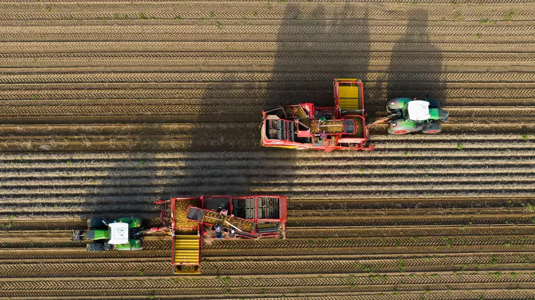 Werden sie mal Pommes, Püree oder Chips? Ein Landwirt hält frisch geerntete Kartoffeln der Sorte Lea in den Händen. (Foto: Archiv) - Bild: Philipp Schulze/dpa