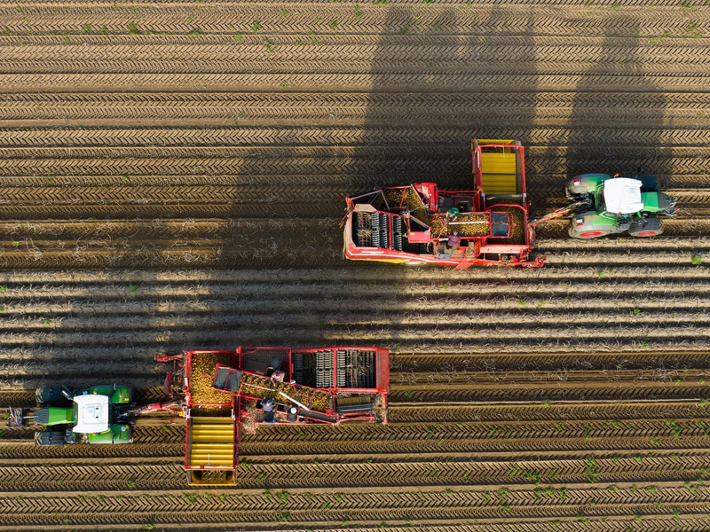 Landwirte ernten mit Rodern Kartoffeln auf einem Feld. - Foto: Philipp Schulze/dpa