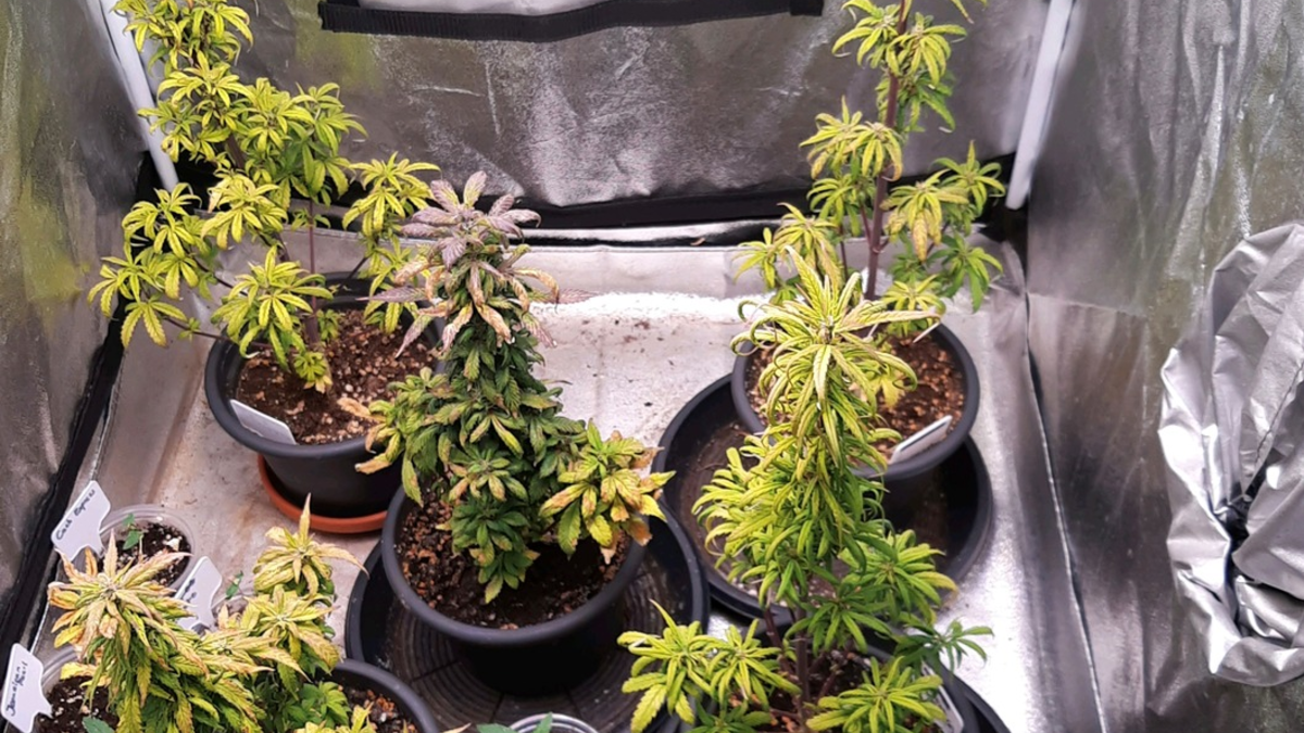 HZA-SW: Gelungener Jahresbeginn für den Schweinfurter Zoll - Foto: presseportal.de