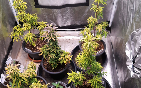 HZA-SW: Gelungener Jahresbeginn für den Schweinfurter Zoll - Foto: presseportal.de