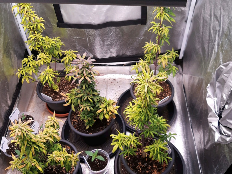 HZA-SW: Gelungener Jahresbeginn für den Schweinfurter Zoll - Foto: presseportal.de