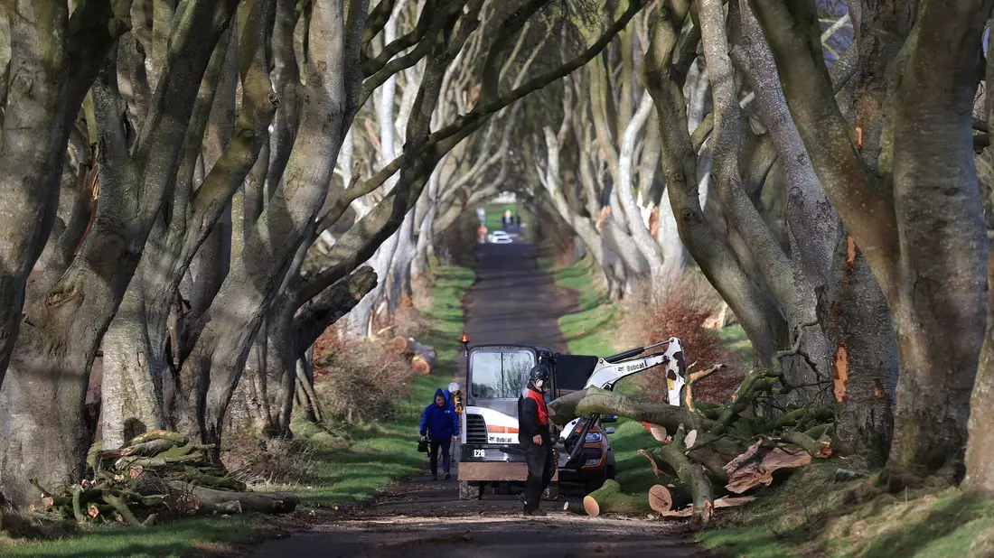 Aufräumarbeiten in der der «Dark Hedges» genannten Straße. - Bild: Liam Mcburney/PA Wire/dpa