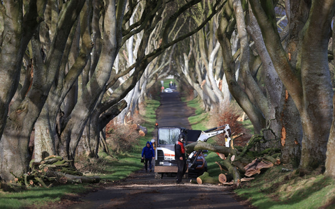 Aufräumarbeiten in der der «Dark Hedges» genannten Straße. - Foto: Liam Mcburney/PA Wire/dpa