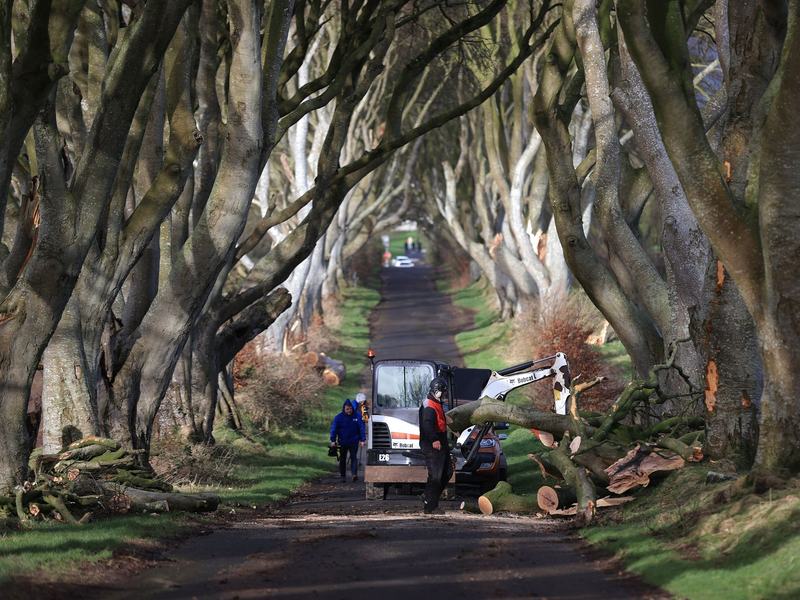 Aufräumarbeiten in der der «Dark Hedges» genannten Straße. - Foto: Liam Mcburney/PA Wire/dpa