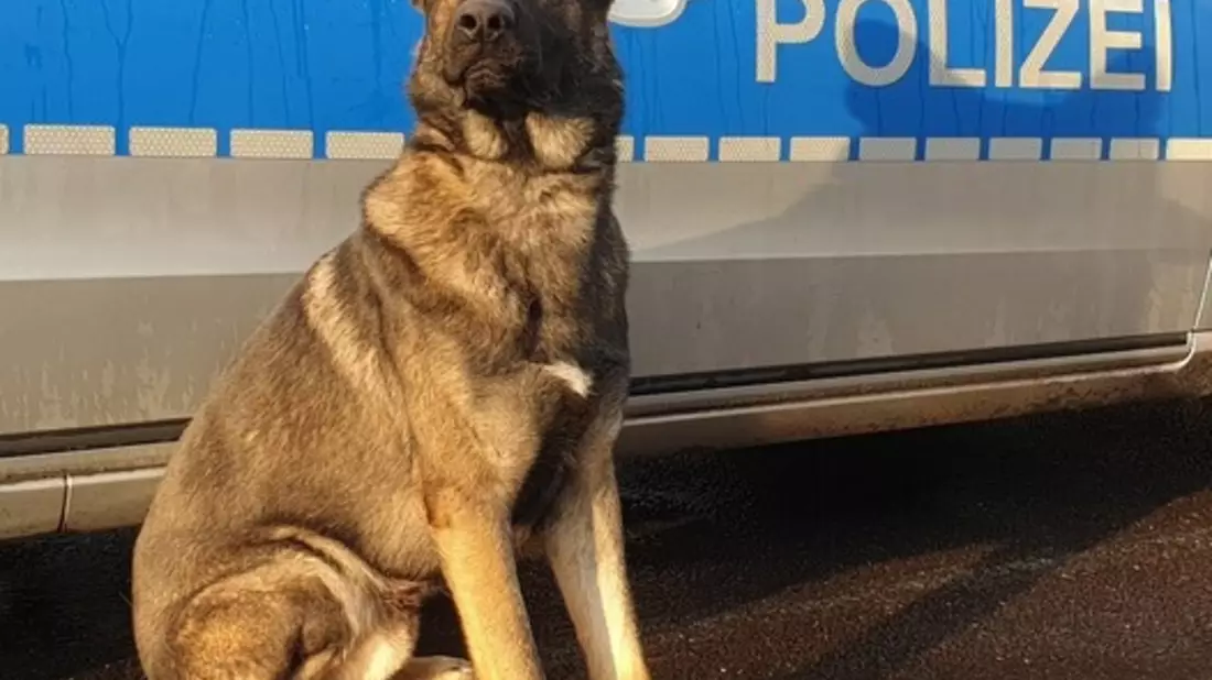 POL-HH: 240123-2. Mehrere Durchsuchungsbeschlüsse nach Verdacht des Drogenhandels in Hamburg-Wilhelmsburg vollstreckt - Bild: presseportal.de