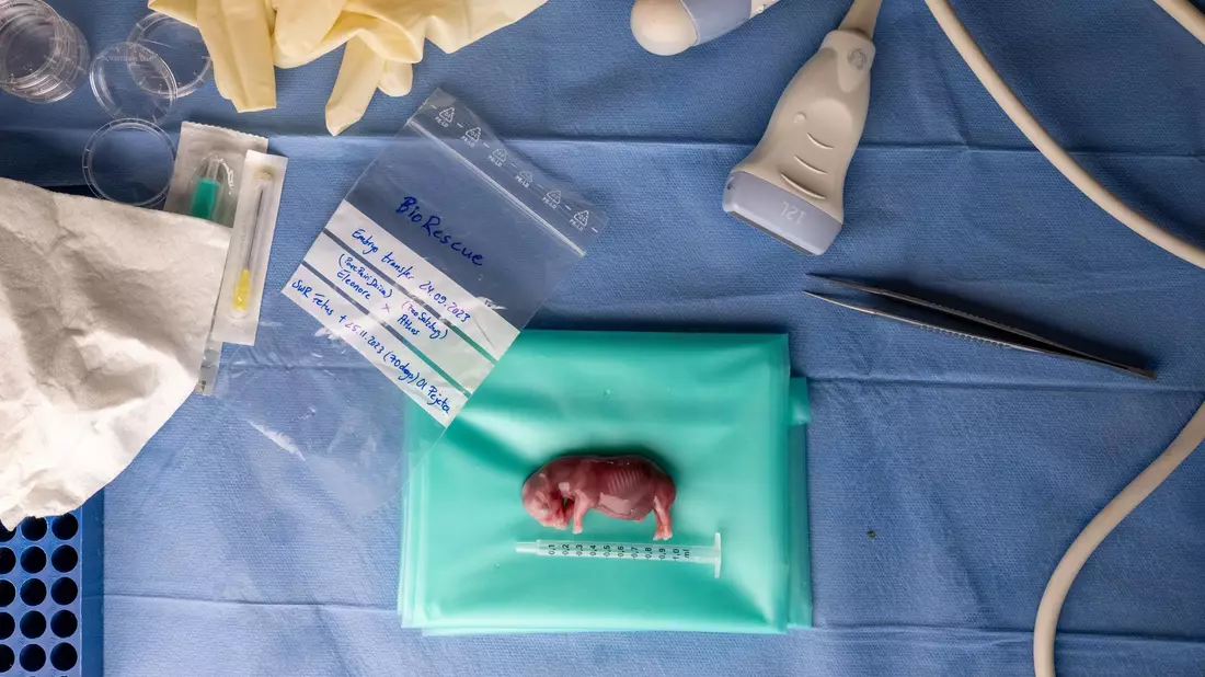 Thomas Hildebrandt (IZW) hält den durch künstliche Befruchtung erzeugten Embryo eines südlichen Breitmaulnashorns in seiner Hand. - Bild: Jon A. Juarez/Conservation and Research Fund e.V./dpa