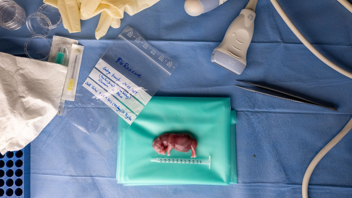 Ein durch künstliche Befruchtung erzeugter Embryo eines südlichen Breitmaulnashorns. - Foto: Jon A. Juarez/Conservation and Research Fund e.V./dpa