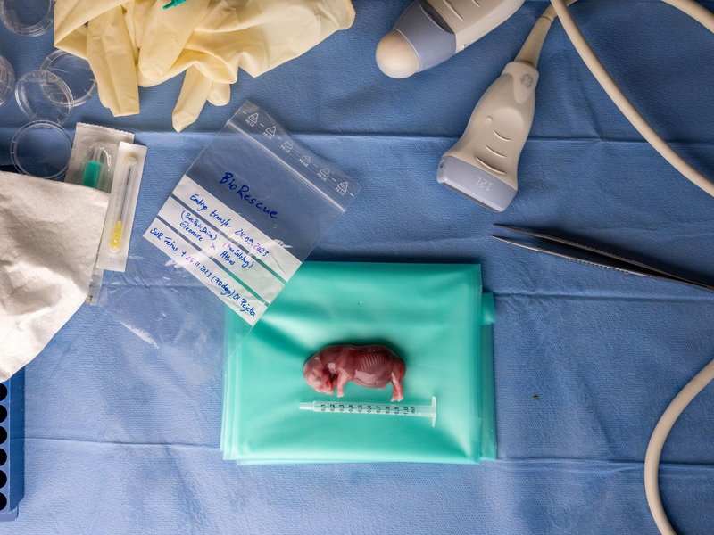 Ein durch künstliche Befruchtung erzeugter Embryo eines südlichen Breitmaulnashorns. - Foto: Jon A. Juarez/Conservation and Research Fund e.V./dpa