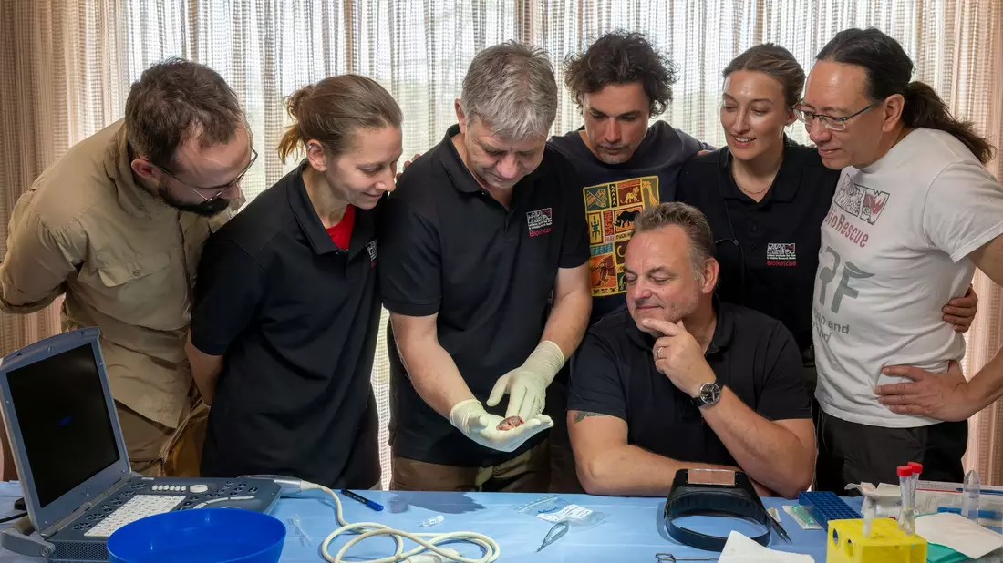 Daniel Cizmar (IZW, l-r), Susanne Holtze (IZW), Thomas Hildebrandt (IZW), Jan Stejskal (Zoo Dvur Kralove), Julia Bohner (IZW), Steven Seet (Conservation Research Fund) und Frank Göritz (IZW, sitzend) betrachten den durch künstliche Befruchtung erzeugten Embryo eines südlichen Breitmaulnashorns. - Bild: Jon A. Juarez/Conservation and Research Fund e.V./dpa
