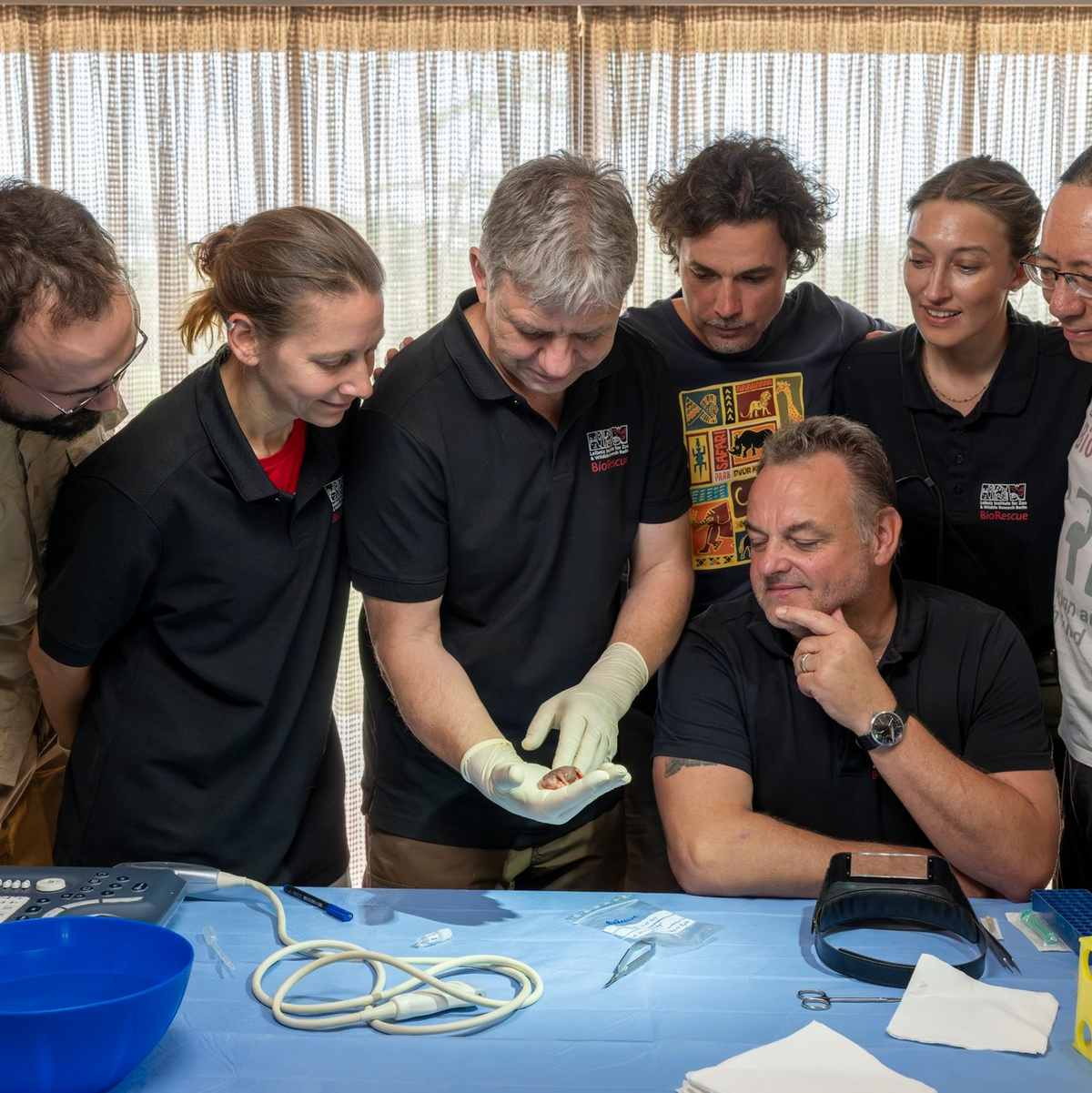 Daniel Cizmar (IZW, l-r), Susanne Holtze (IZW), Thomas Hildebrandt (IZW), Jan Stejskal (Zoo Dvur Kralove), Julia Bohner (IZW), Steven Seet (Conservation Research Fund) und Frank Göritz (IZW, sitzend) betrachten den durch künstliche Befruchtung erzeugten Embryo eines südlichen Breitmaulnashorns. - Foto: Jon A. Juarez/Conservation and Research Fund e.V./dpa