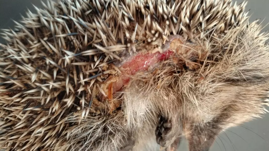 Immer wieder im Frühjahr werden Mähroboter zur tödlichen Falle für Igel. (Foto-Archiv). - Bild: Editha Schneider/Forschungsverbund Berlin e.V. (FVB)/dpa