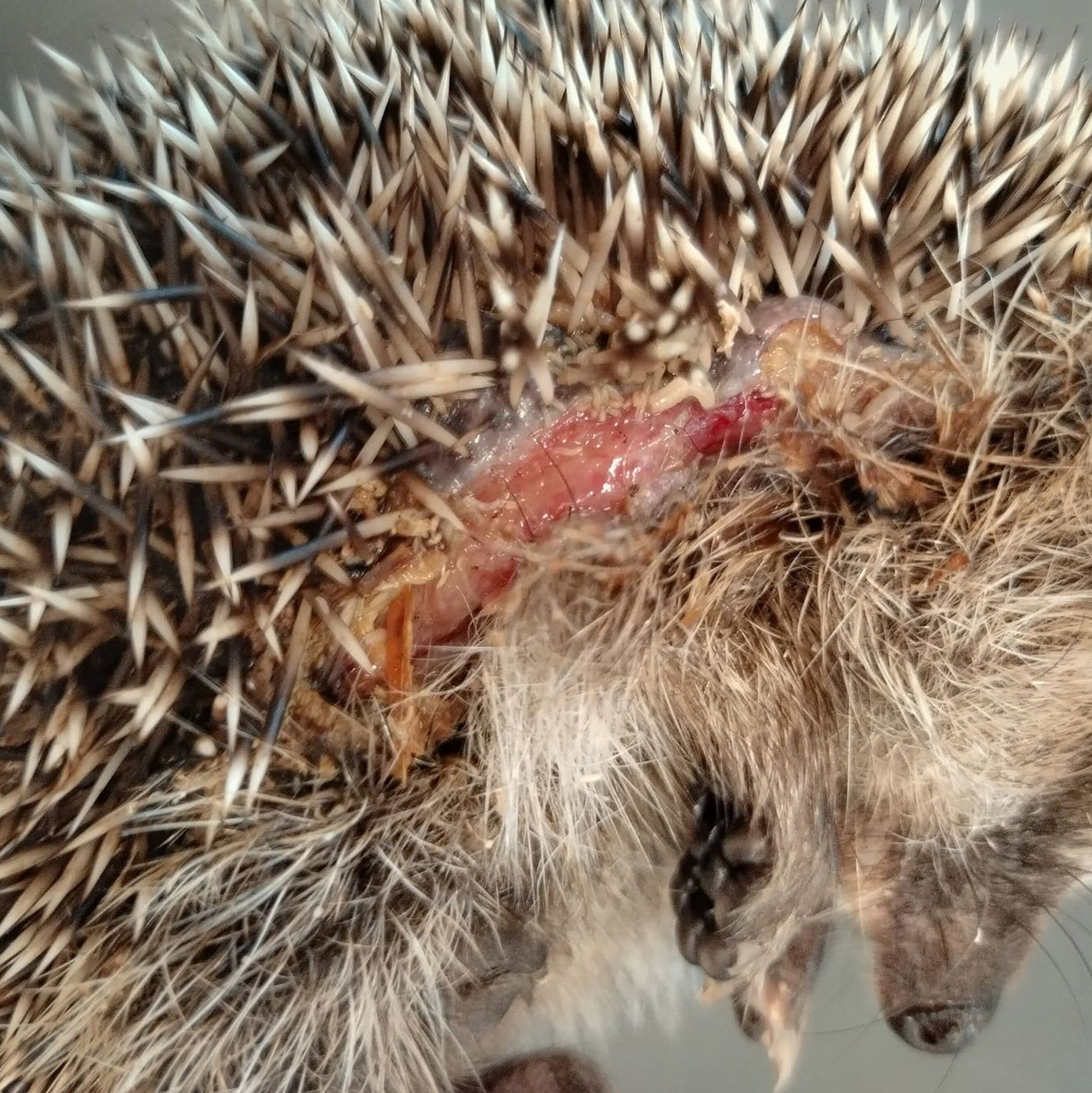 Immer wieder im Frühjahr werden Mähroboter zur tödlichen Falle für Igel. (Foto-Archiv). - Foto: Editha Schneider/Forschungsverbund Berlin e.V. (FVB)/dpa