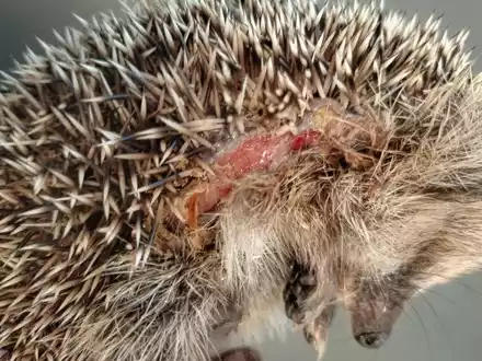Immer wieder im Frühjahr werden Mähroboter zur tödlichen Falle für Igel. (Foto-Archiv). - Foto: Editha Schneider/Forschungsverbund Berlin e.V. (FVB)/dpa