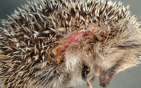 Ein Igel mit Schnittverletzungen. - Foto: Editha Schneider/Forschungsverbund Berlin e.V. (FVB)/dpa