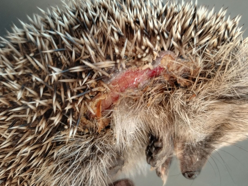 Ein Igel mit Schnittverletzungen. - Foto: Editha Schneider/Forschungsverbund Berlin e.V. (FVB)/dpa