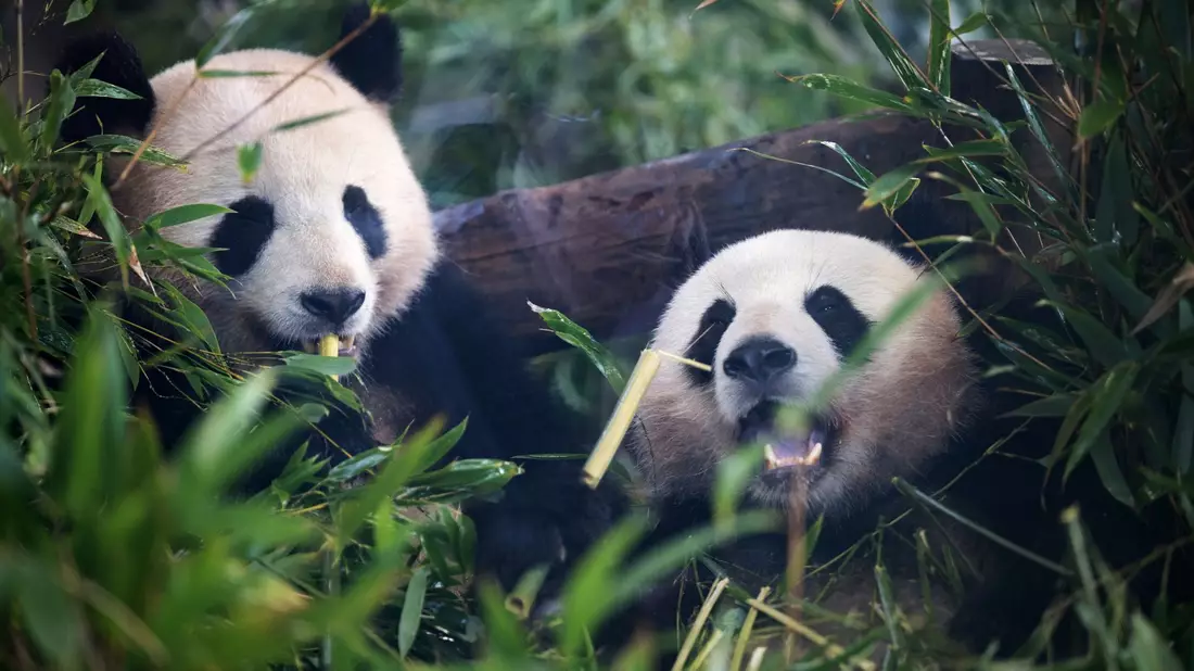 Pandabären ernähren sich am liebsten von Bambus. - Bild: Sebastian Gollnow/dpa
