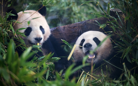 Pandabären ernähren sich am liebsten von Bambus. - Foto: Sebastian Gollnow/dpa