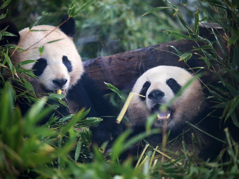 Pandabären ernähren sich am liebsten von Bambus. - Foto: Sebastian Gollnow/dpa