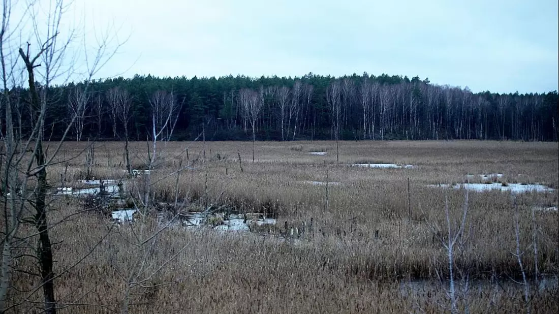 Moorlandschaft (Archiv) - Bild: über dts Nachrichtenagentur