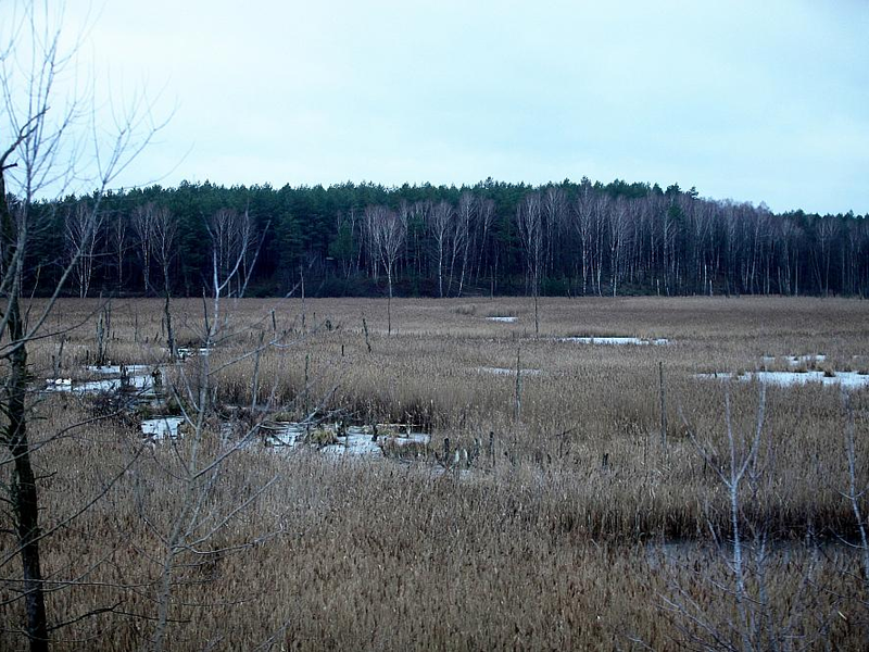 Moorlandschaft (Archiv) - Foto: über dts Nachrichtenagentur