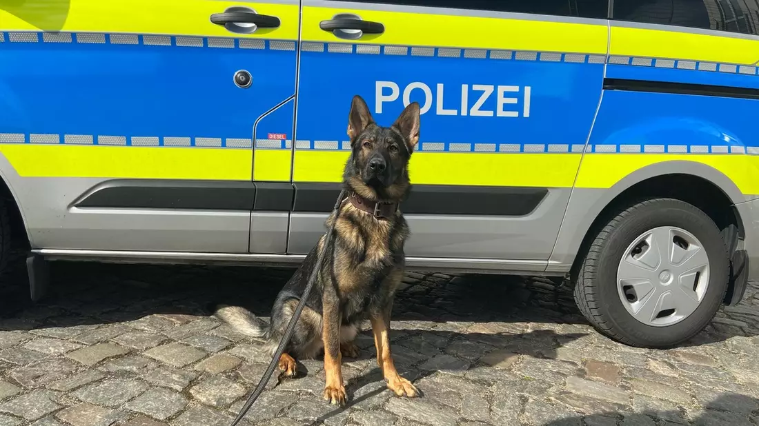 POL-HH: 240125-2. Walter findet mutmaßlichen Einbrecher in Hamburg-Niendorf - Zuführung - Bild: presseportal.de
