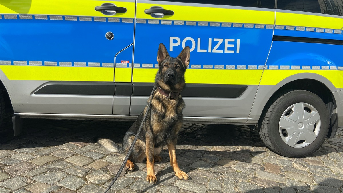 POL-HH: 240125-2. Walter findet mutmaßlichen Einbrecher in Hamburg-Niendorf - Zuführung - Foto: presseportal.de