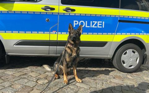 POL-HH: 240125-2. Walter findet mutmaßlichen Einbrecher in Hamburg-Niendorf - Zuführung - Foto: presseportal.de POL-HH: 240125-2. Walter findet mutmaßlichen Einbrecher in Hamburg-Niendorf - Zuführung - Foto: presseportal.de
