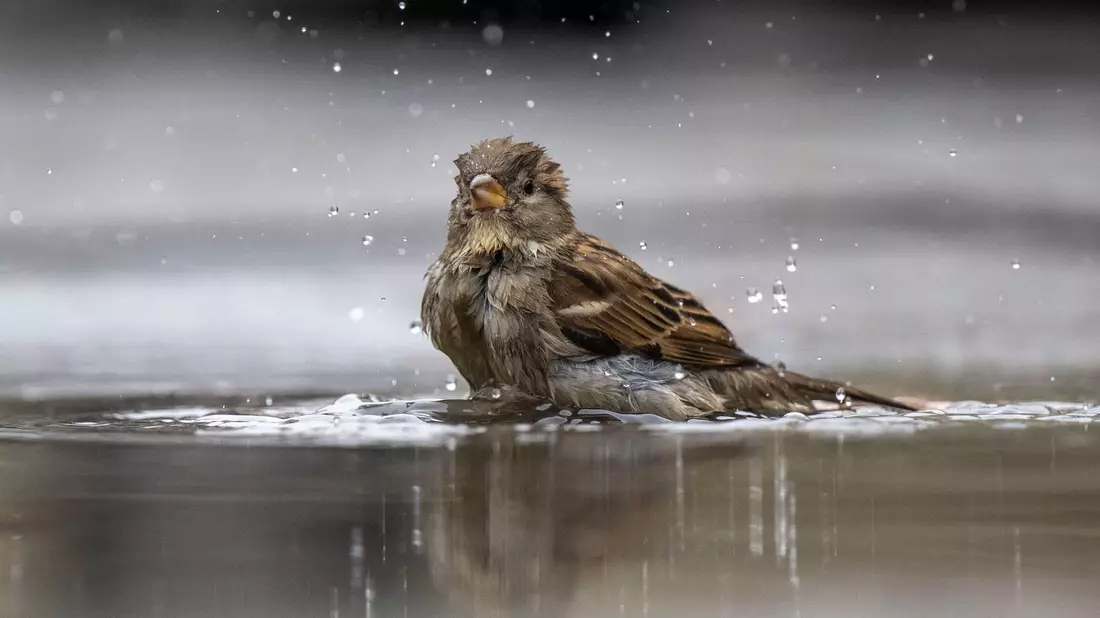 Ein Haussperling, auch Spatz genannt, badet in einer Pfütze. - Bild: Monika Skolimowska/dpa