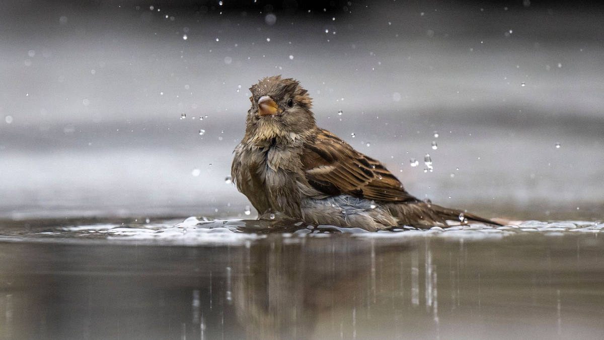 Ein Haussperling, auch Spatz genannt, badet in einer Pfütze. - Foto: Monika Skolimowska/dpa