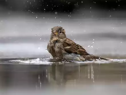 Ein Haussperling, auch Spatz genannt, badet in einer Pfütze. - Foto: Monika Skolimowska/dpa