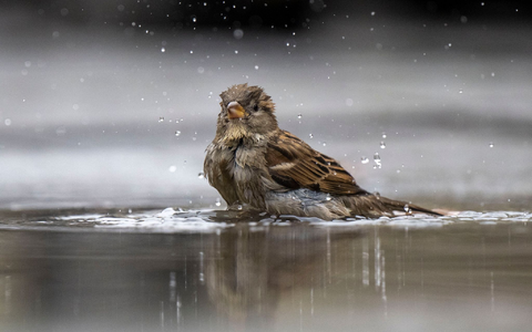 Ein Haussperling, auch Spatz genannt, badet in einer Pfütze. - Foto: Monika Skolimowska/dpa