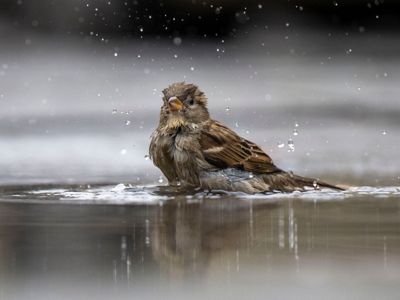 Ein Haussperling, auch Spatz genannt, badet in einer Pfütze. - Foto: Monika Skolimowska/dpa