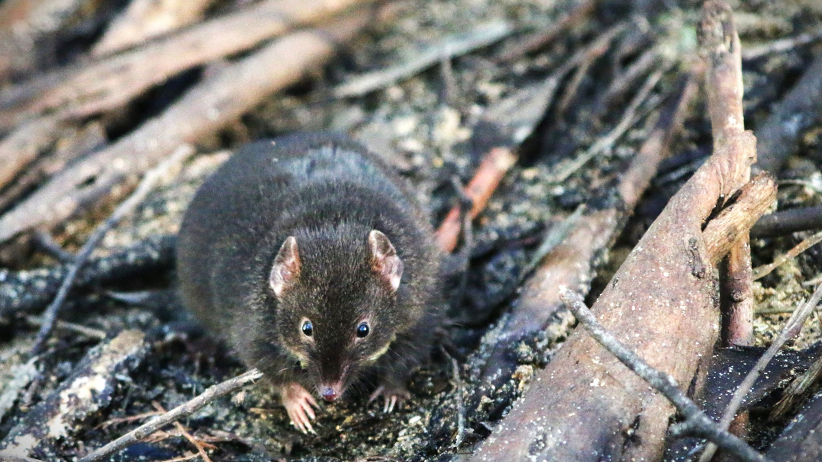 Männliche Breitfuß-Beutelmäuse sterben nach der Paarungszeit. - Foto: Erika Zaid/dpa