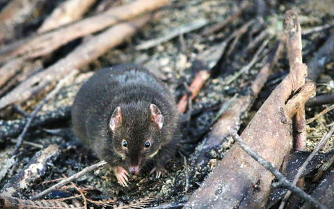 Männliche Breitfuß-Beutelmäuse sterben nach der Paarungszeit. - Foto: Erika Zaid/dpa