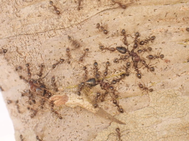 Gebietsfremde Großköpfige Ameisen (Pheidole megacephala) vertreiben heimische Crematogaster-Ameisen. - Foto: Pat Milligan/University of Wyoming/dpa
