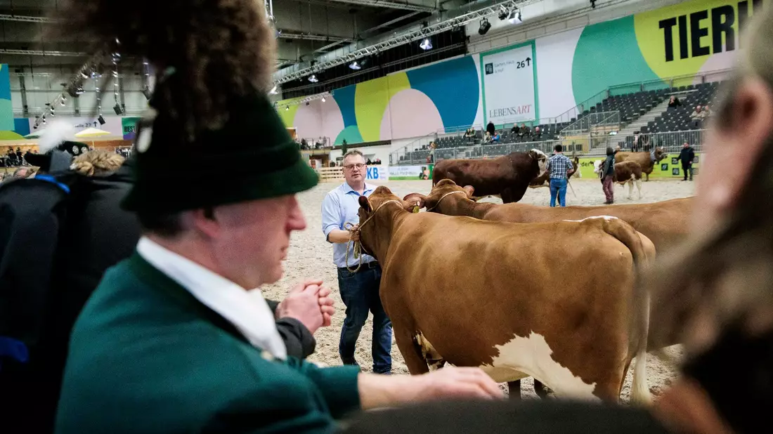 Paarhufer wie Rinder, Schweine, Schafe oder Alpakas wird es auf der Grünen Woche in diesem Jahr nicht zu sehen geben. (Archivbild) - Bild: Carsten Koall/dpa