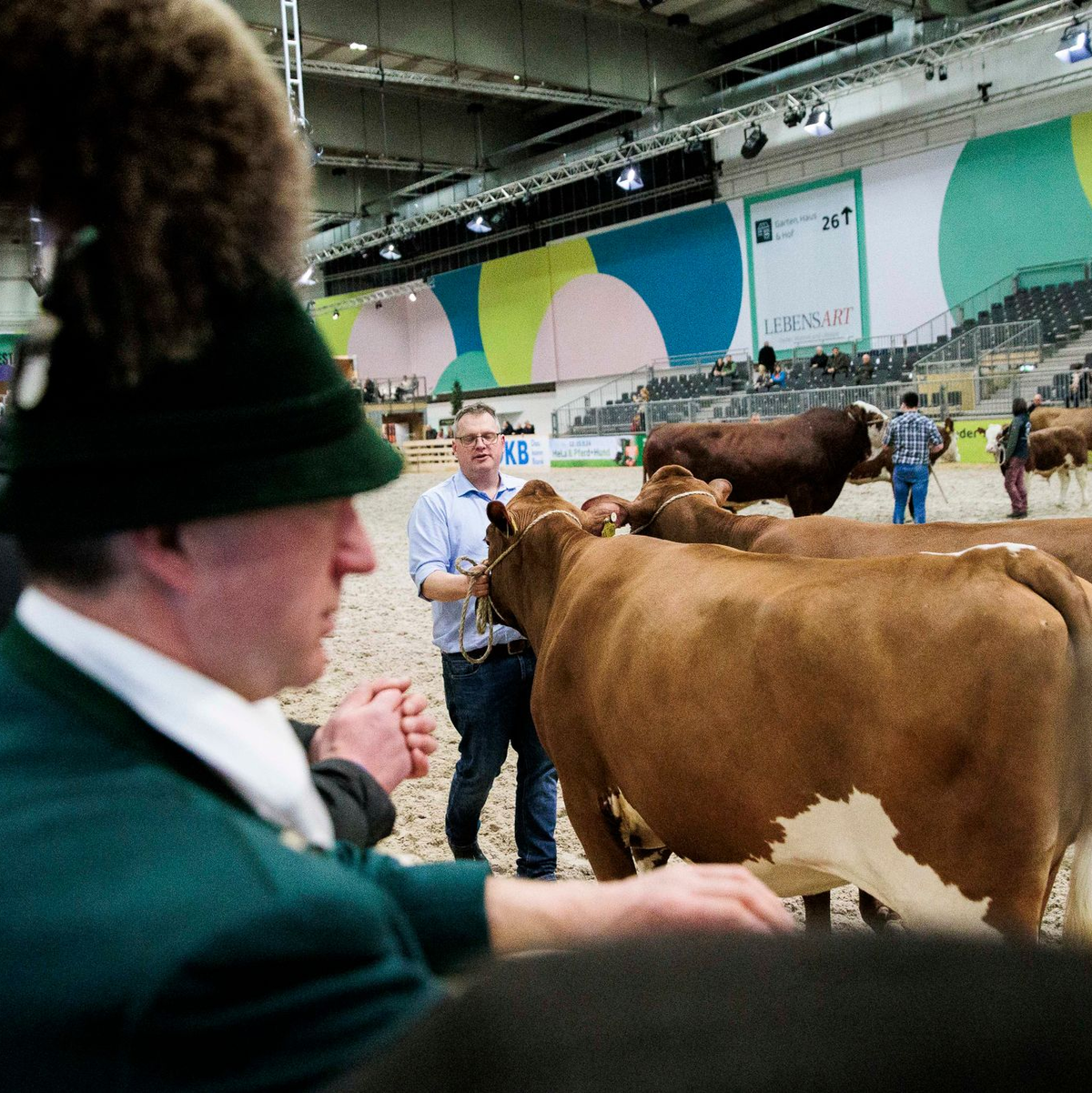 Paarhufer wie Rinder, Schweine, Schafe oder Alpakas wird es auf der Grünen Woche in diesem Jahr nicht zu sehen geben. (Archivbild) - Foto: Carsten Koall/dpa