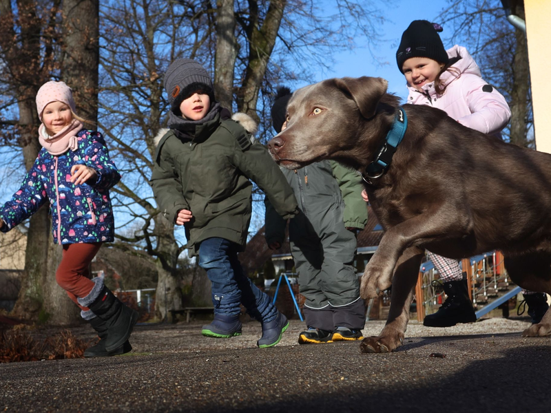 Kinder des Heinrich-Galm-Kindergartens in Memmingen spielen mit dem zweijährigen Kita-Hund Rocky. - Foto: Karl-Josef Hildenbrand/dpa
