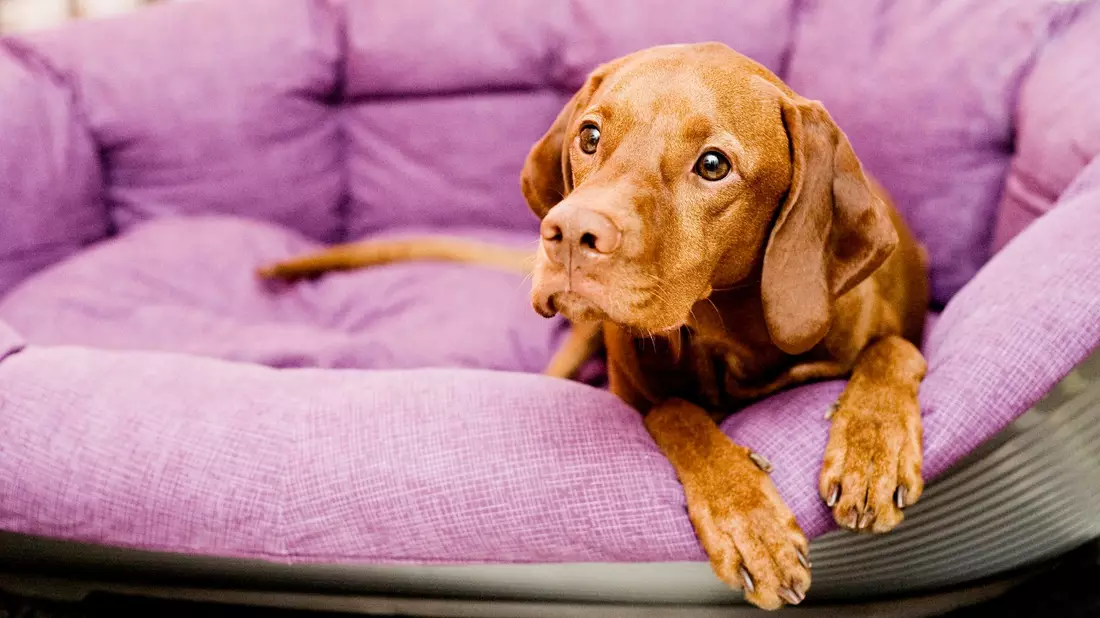 Ein Kita-Hund kann viel bewirken. - Bild: Monique Wüstenhagen/dpa-tmn