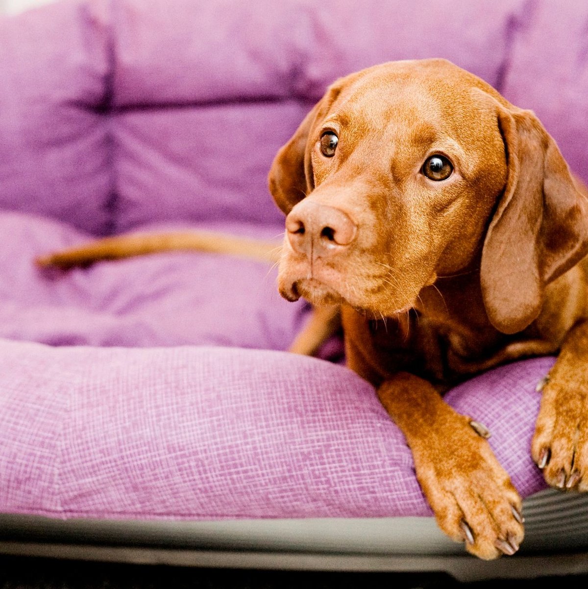 Ein Kita-Hund kann viel bewirken. - Foto: Monique Wüstenhagen/dpa-tmn