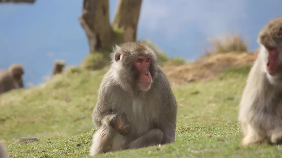 Ein Japanmakak (Macaca fuscata) ist dem Highland Wildlife Park entwischt. - Bild: Royal Zoological Society of Scotland/dpa