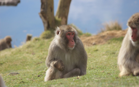 Ein Japanmakak (Macaca fuscata) ist dem Highland Wildlife Park entwischt. - Foto: Royal Zoological Society of Scotland/dpa Ein Japanmakak (Macaca fuscata) ist dem Highland Wildlife Park entwischt. - Foto: Royal Zoological Society of Scotland/dpa